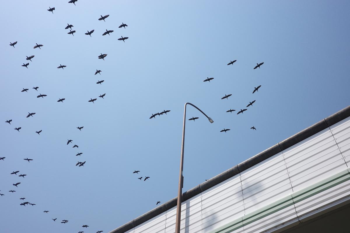 A gathering of sea birds fills the sky.