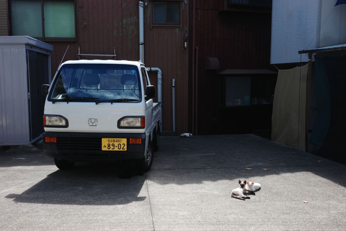 Relaxed Cat on Himakajima Island.