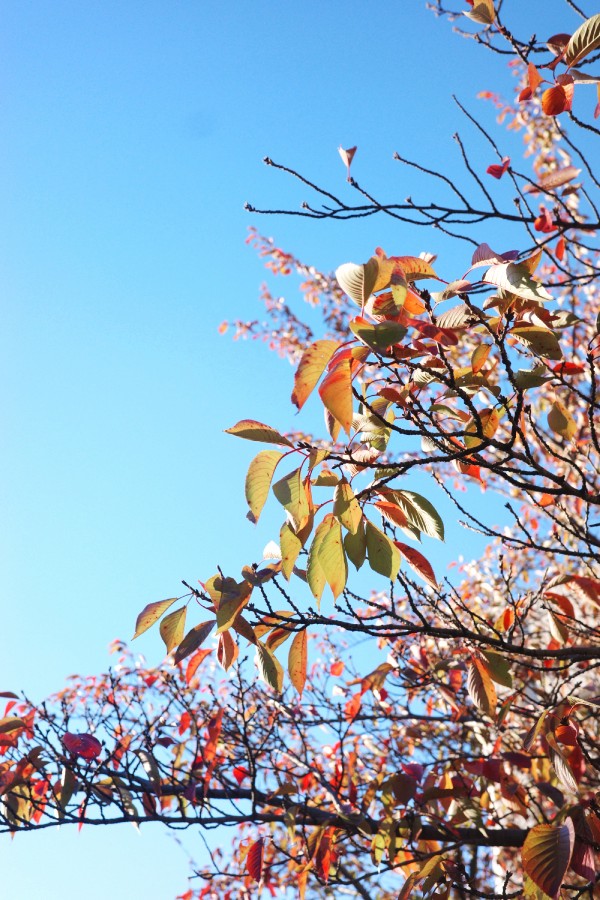 Autumn-Colored Leaves Adorn Kanoko Park in Nagoya.