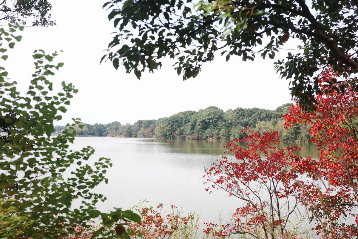 Autumn-colored trees and lake at Iwagaike in Kariya Highway oasis.