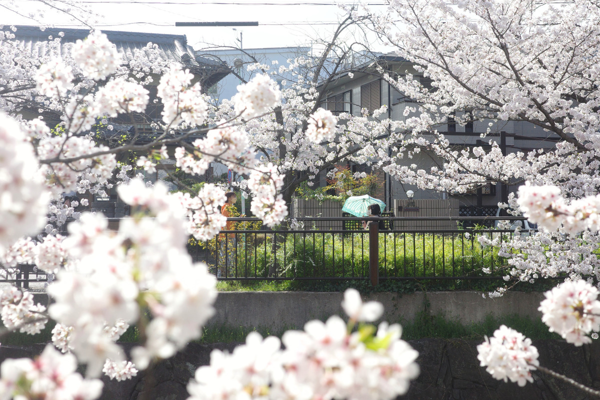 People enjoying the cherry blossoms along the Yamazaki River, a charming cherry blossom spot in Nagoya.