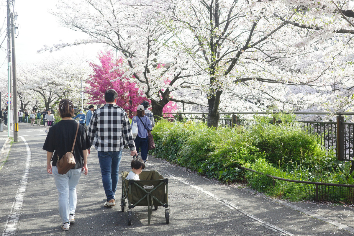 Families walking along Yamazaki River, a delightful cherry blossom spot in Nagoya.