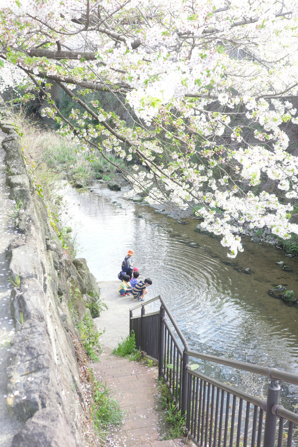 Children playing by the Yamazaki River, a beautiful cherry blossom spot in Nagoya.