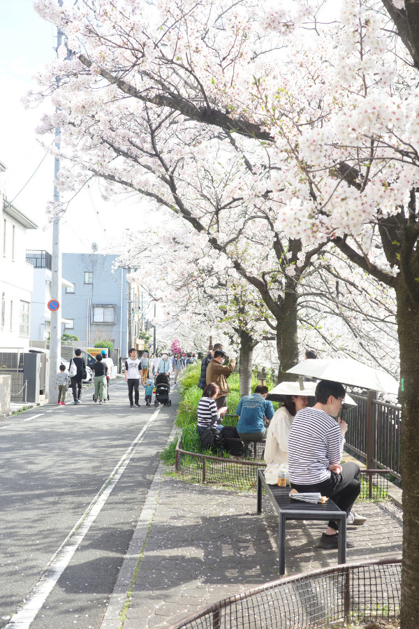 People enjoying the cherry blossoms along Yamazaki River, a hidden gem cherry blossom spot in Nagoya.