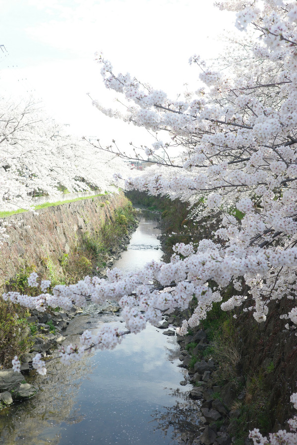  A serene view of cherry blossoms lining the Yamazaki River, highlighting this cherry blossom spot in Nagoya.